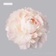 Sweet Disposition Single
