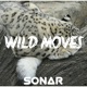 Wild Moves Single