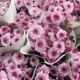 Rosarote chrysanthemen Single