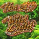 Wild Child Single
