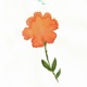 I Had Flowers Single