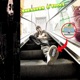 Sneakers O Toole Single