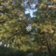 Paradox Single