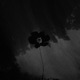 City Flower Single