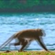 Monkey River English Muffin Single