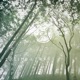 2 Climb a Tree EP