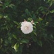 Loaning simplicity EP