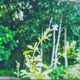 Lost In Juneflower Memories