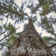 In the Woods Single