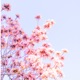 blossom Single