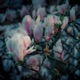 Fragile