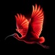 Free like a bird Single