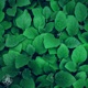 Greenery Single