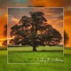Walking the Wilderness Single