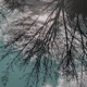 Forest Ponds Single