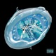 STR8 PIPE feat Lil Mollywater Joe ya Single
