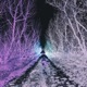 TRANSIENT LOVE