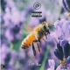 Buzzin feat Lil Waka Single
