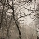Siberian Luv Single