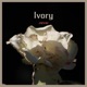 Ivory Single