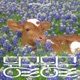 Idle Idle Single