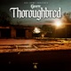Thoroughbred
