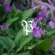 Primrose Single