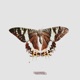 Force of Nature EP