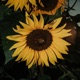 Sunflower Jawn Single