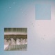 Bird in the Sky Single