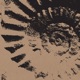 Espiral Single