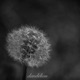 dandelion feat EMily Single