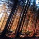 Forests Single
