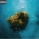 Exotic feat Juan Single