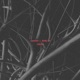 Veins EP