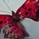 Chasing Butterflies Single