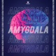 Amygdala Single