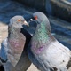 Pigeons Single