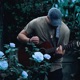 Roses Single
