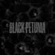 Black Petunia