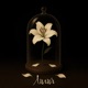 Лилия Single