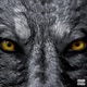 Wolf s Reign feat M 16 thegreat Single