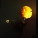 FLOWERS Single