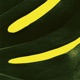 Ge Ep