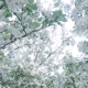 rays of light Single