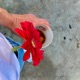 Flores y Alcohol Single