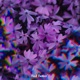 birds singing in the dark Single