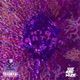 Pull Up feat Cashbently Sam Sage Single