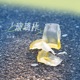 玻璃杯 Single