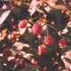 Framboise Single